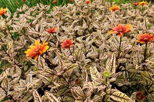 Heliopsis helianthoides 'Orange Marble' ®