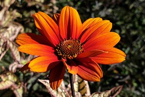 Heliopsis helianthoides 'Orange Marble' ®