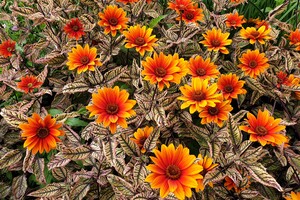 Heliopsis helianthoides 'Orange Marble' ®