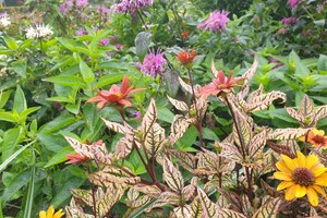 Heliopsis helianthoides 'Orange Marble' ®