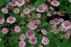 Astrantia