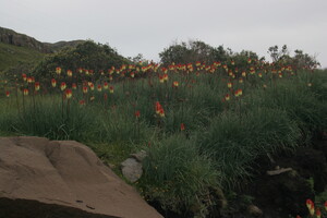 Herkomst Kniphofia