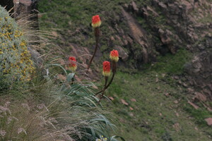 Herkomst Kniphofia