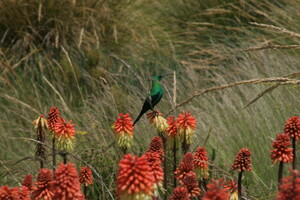 Herkomst Kniphofia