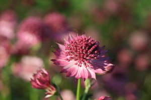 Astrantia