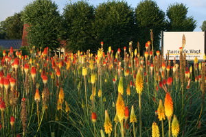 Kniphofia