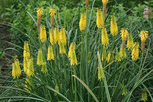 Verzorging Kniphofia