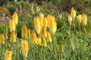 Verzorging Kniphofia