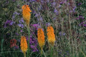 Kniphofia