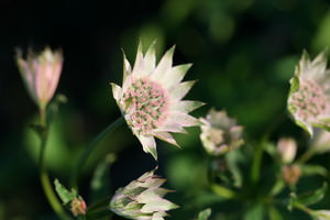 Astrantia