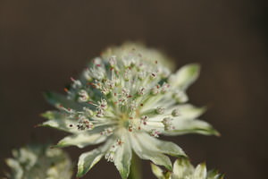 Astrantia