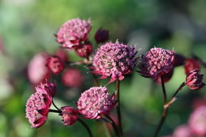 Astrantia