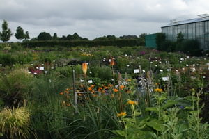 Kwekerij van opvallende vaste planten