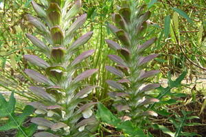 Acanthus, Acanthácae