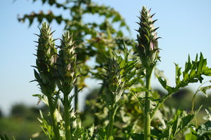 Acanthus, Acanthácae