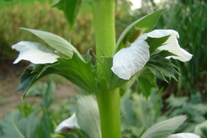 Acanthus, Acanthácae