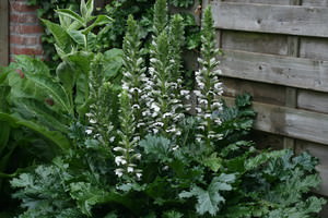 Acanthus, Acanthácae