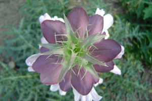 Acanthus, Acanthácae