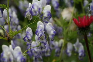 Aconitum (Monnikskap)