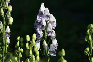 Aconitum (Monnikskap)