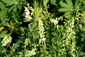 Aconitum (Monnikskap)