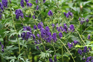 Aconitum (Monnikskap)