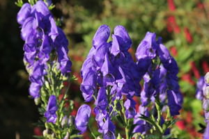 Aconitum (Monnikskap)