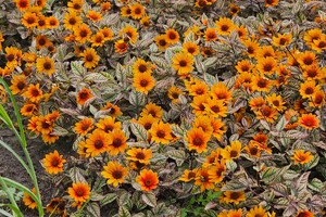 Heliopsis helianthoides 'Orange Marble' ®