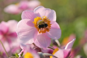 Uitgebreide collectie niet alledaagse planten