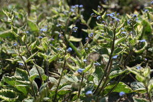 Brunnera (Kaukasisch vergeet-mij-nietje)