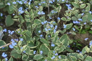 Brunnera (Kaukasisch vergeet-mij-nietje)