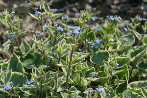 Brunnera (Kaukasisch vergeet-mij-nietje)