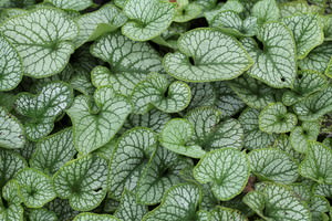 Brunnera (Kaukasisch vergeet-mij-nietje)