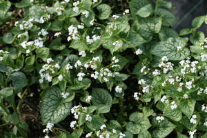 Brunnera (Kaukasisch vergeet-mij-nietje)