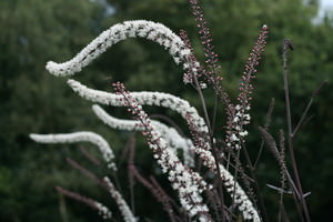 Cimicifuga (Actaea, Zilverkaars)