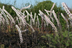 Cimicifuga (Actaea, Zilverkaars)