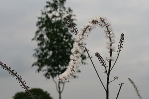 Cimicifuga (Actaea, Zilverkaars)