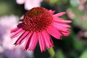 Echinacea (Zonnehoed)