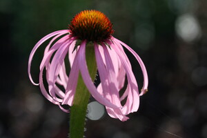 Echinacea (Zonnehoed)