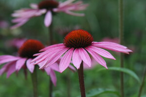 Echinacea (Zonnehoed)