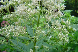 Eupatorium (Leverkruid, Koninginnekruid)