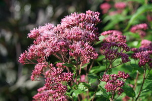 Eupatorium (Leverkruid, Koninginnekruid)