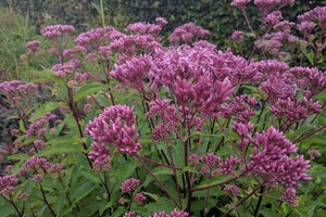 Eupatorium (Leverkruid, Koninginnekruid)