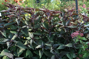 Eupatorium (Leverkruid, Koninginnekruid)