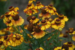 Helenium (Zonnekruid)