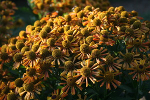 Helenium (Zonnekruid)