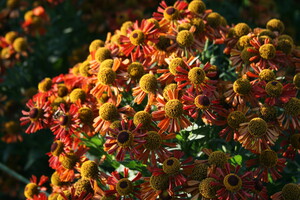 Helenium (Zonnekruid)