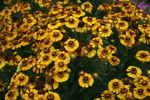 Helenium (Zonnekruid)