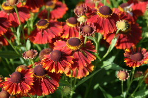 Helenium (Zonnekruid)