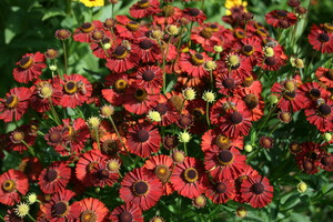 Helenium (Zonnekruid)